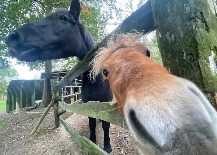 Maisonnette En Clairiere De Foret Gambais